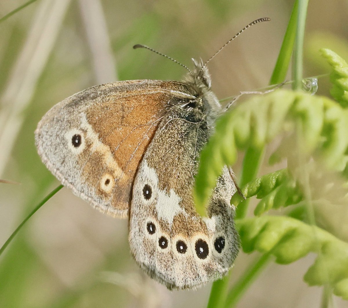 Steve Nikols (@nikols_steve) on Twitter photo Undertook a trip to northern Shropshire yesterday with <a href="/NuneatonBirder/">Gary Hobbs</a> riding shotgun. Whixhall Moss NNR produced in excess of 20 Large Heath, the occasional one stopping for a brief moment before frustratingly disappearing into the peatbogs. <a href="/BC_WestMids/">West Midlands Butterfly Conservation</a> <a href="/savebutterflies/">Butterfly Conservation 🦋</a> Undertook a trip to northern Shropshire yesterday with <a href="/NuneatonBirder/">Gary Hobbs</a> riding shotgun. Whixhall Moss NNR produced in excess of 20 Large Heath, the occasional one stopping for a brief moment before frustratingly disappearing into the peatbogs. <a href="/BC_WestMids/">West Midlands Butterfly Conservation</a> <a href="/savebutterflies/">Butterfly Conservation 🦋</a>
