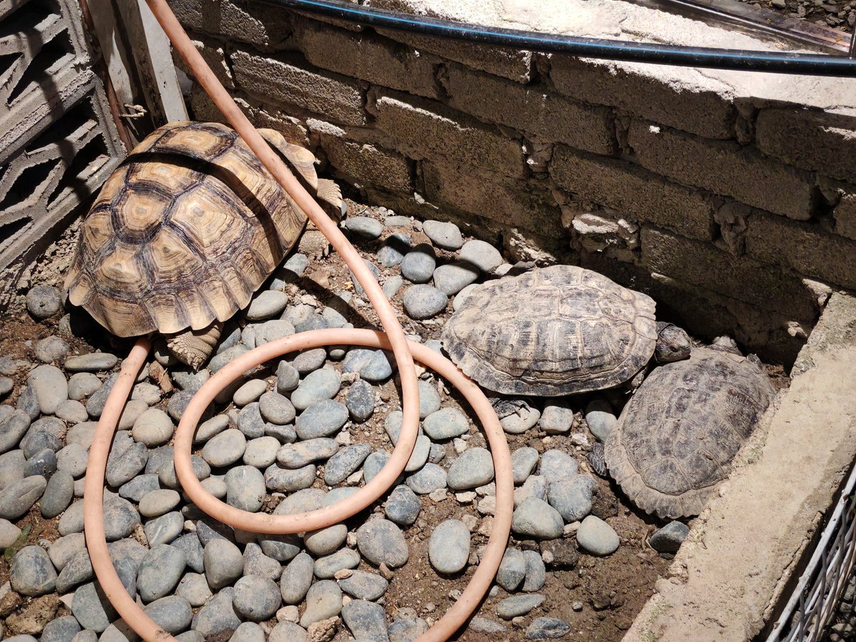 好吃的酸菜鱼
萌萌的小动物
与美儿共进晚餐