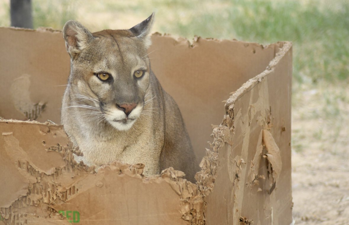 ZooWildlife's tweet photo. Charlie says “If I fits I sits” for National Cougar Day! 🐾
#nationalcougarday
#cougar
#aznative
#fun
#wildlifeworldzoo https://t.co/VMIlBrlJ5a