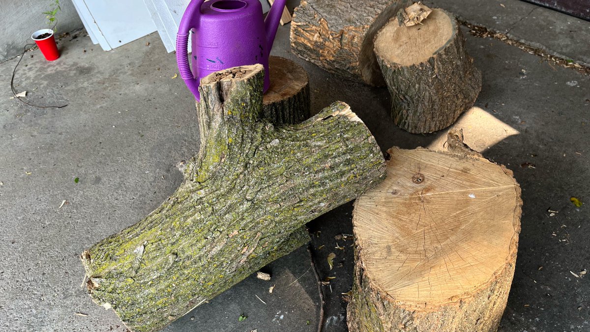 mHope (@mhopepdsb) on Twitter photo We had 5 entries for our <a href="/PeelSchools/">Peel District School Board</a> #GardenContest
<a href="/ParkholmeSchool/">Parkholme Secondary School</a> <a href="/castleoaksps/">Castle Oaks PS</a> <a href="/JeanAugustineSS/">Jean Augustine S.S.</a> <a href="/Cooksvilleps/">Cooksville Creek PS</a> <a href="/kott_ps/">Jessica Kott - Champlain Trail PS (1155)</a> and everybody is a winner. The schools will be getting a tree stump planter/light. <a href="/PDSBDirector/">Rashmi Swarup</a> <a href="/PDSB_eco/">Peel EcoSchools</a> We had 5 entries for our <a href="/PeelSchools/">Peel District School Board</a> #GardenContest
<a href="/ParkholmeSchool/">Parkholme Secondary School</a> <a href="/castleoaksps/">Castle Oaks PS</a> <a href="/JeanAugustineSS/">Jean Augustine S.S.</a> <a href="/Cooksvilleps/">Cooksville Creek PS</a> <a href="/kott_ps/">Jessica Kott - Champlain Trail PS (1155)</a> and everybody is a winner. The schools will be getting a tree stump planter/light. <a href="/PDSBDirector/">Rashmi Swarup</a> <a href="/PDSB_eco/">Peel EcoSchools</a>