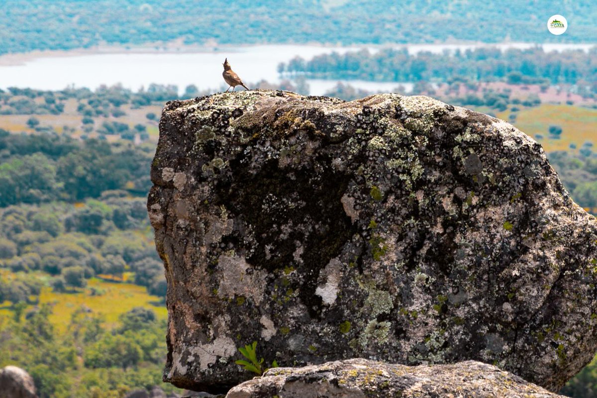 📷 En el Parque Cultural Sierra de Gata la naturaleza no se contempla, se vive.
Pasear, respirar, descubrir… y recordar que somos parte de este equilibrio.
📷 Proteger este entorno es preservar nuestra esencia.