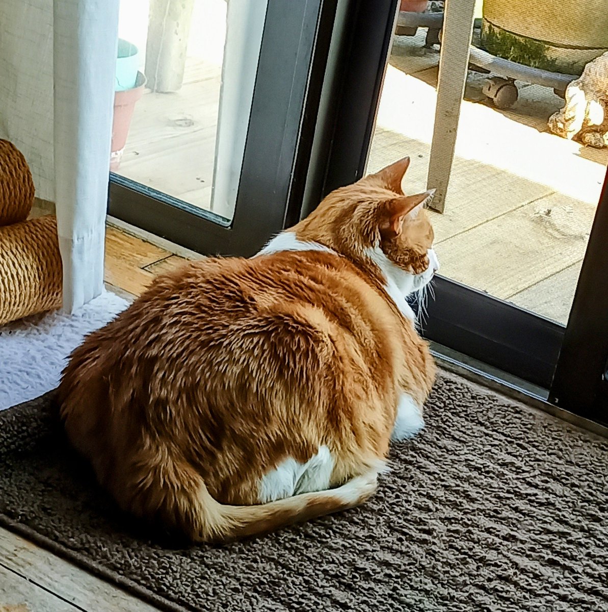 🌊😺Flo and Brigadier Sammy😺🌊 (@aurora3s) on Twitter photo #ZSHQ <a href="/catsrule0/">Marie Choo Choo, married to Chalky</a> <a href="/dora_nlk/">Dora K</a> <a href="/parham1961/">jackie parham</a> <a href="/LBisaillon/">Chowsie</a> @bloomNight2 <a href="/marisbellamy1/">Maris Bellamy</a> <a href="/Vanessaandcats1/">Vanessa Taylor</a> <a href="/GailCarangelo/">Gail K. Carangelo</a> <a href="/MauSupercat/">House of Mau</a> <a href="/Palmolive_S_Pan/">Palmolive</a> <a href="/JennyNicholas4/">Jenny,Saffy,Tigger,Fizbo an Twerp da Canary</a> <a href="/Lindsayph6/">Lindsayph</a>
<a href="/AviwhiteGSD/">Avilovesdogsandcats❤️</a>
Watching the floor show on the porch... Squirrel having fun eating all the grass seed. 😂 #ZSHQ <a href="/catsrule0/">Marie Choo Choo, married to Chalky</a> <a href="/dora_nlk/">Dora K</a> <a href="/parham1961/">jackie parham</a> <a href="/LBisaillon/">Chowsie</a> @bloomNight2 <a href="/marisbellamy1/">Maris Bellamy</a> <a href="/Vanessaandcats1/">Vanessa Taylor</a> <a href="/GailCarangelo/">Gail K. Carangelo</a> <a href="/MauSupercat/">House of Mau</a> <a href="/Palmolive_S_Pan/">Palmolive</a> <a href="/JennyNicholas4/">Jenny,Saffy,Tigger,Fizbo an Twerp da Canary</a> <a href="/Lindsayph6/">Lindsayph</a>
<a href="/AviwhiteGSD/">Avilovesdogsandcats❤️</a>
Watching the floor show on the porch... Squirrel having fun eating all the grass seed. 😂