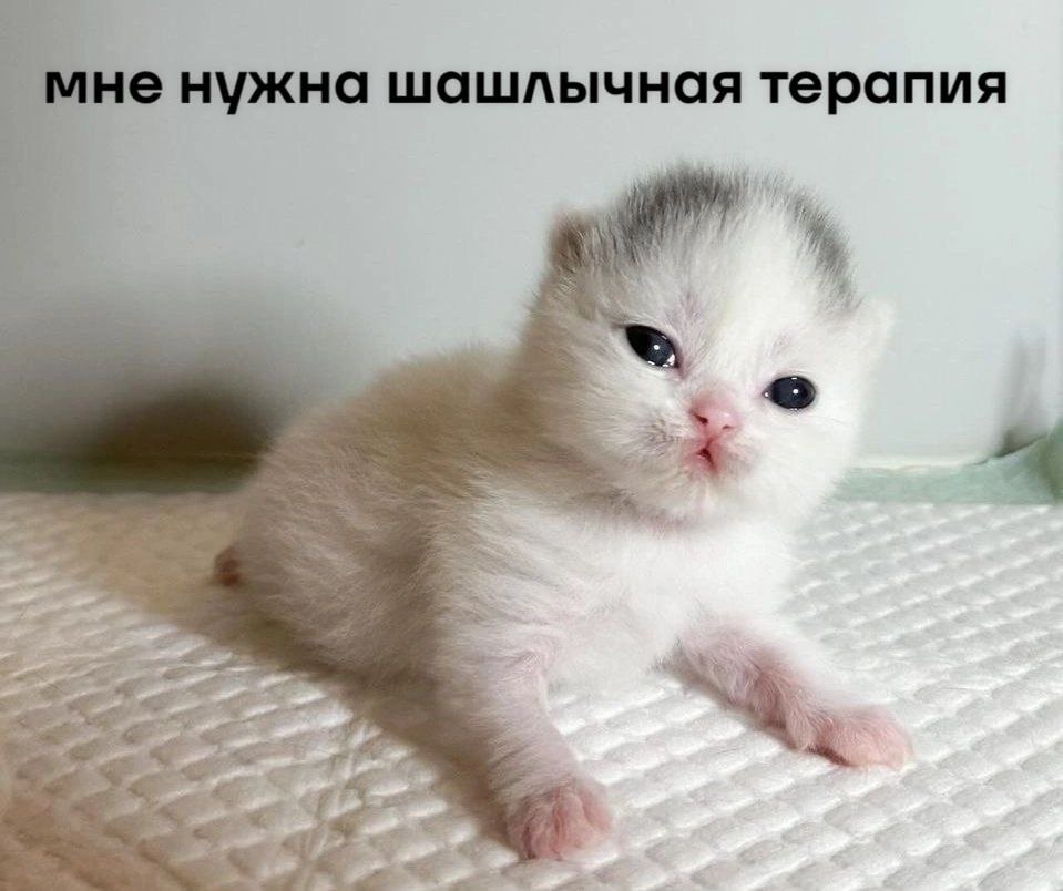 cats, i love cats (@catsilcats) on Twitter photo 