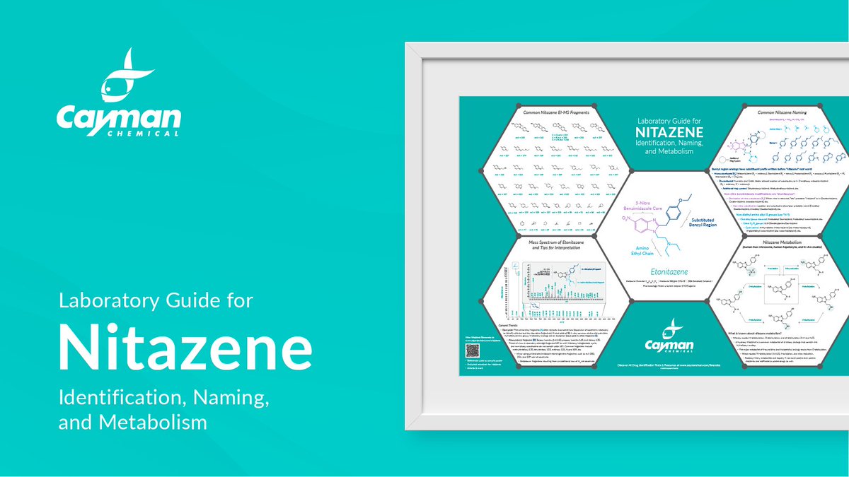 Cayman_Forensic's tweet image. 📢 New Lab Wall Poster: Laboratory Guide for Nitazene Identification, Naming, and Metabolism

Nitazenes, an increasingly prevalent opioid subclass with diverse structural modifications, are the focus of this essential forensic resource.
#Nitazenes #Opioids #ForensicResearch #NPS