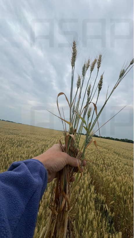 🌾 Eastern Ukraine Wheat: Localized Setbacks, but No Collapse – ASAP Agri

On Thursday, we continued our ASAP Agri wheat crop tour at Dnipro and Kharkiv oblasts. In the Kryvyi Rih area of Dnipropetrovsk region, the situation is more concerning due to spring frost damage. However,