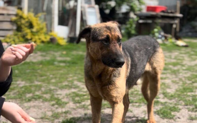 Pies do adopcji, Głowno
Krokuś Rok urodzenia: 2021/2022 Krokuś 💜 Trafiliśmy do miejsca,...
wieszgdziezwierz.pl/psy/do-adopcji…
#niekupujadoptuj #doadopcji #piesdoadopcji #adoptuj #pies #głowno