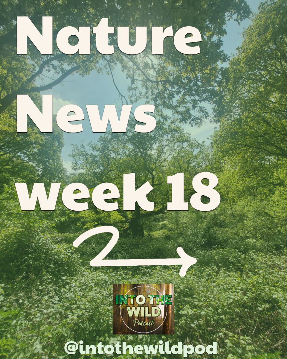 IntoTheWildPod's tweet image. Nature News Week 18 is out now for your lug holes!
▶️Episode links can be found here: linktr.ee/intothewildpod