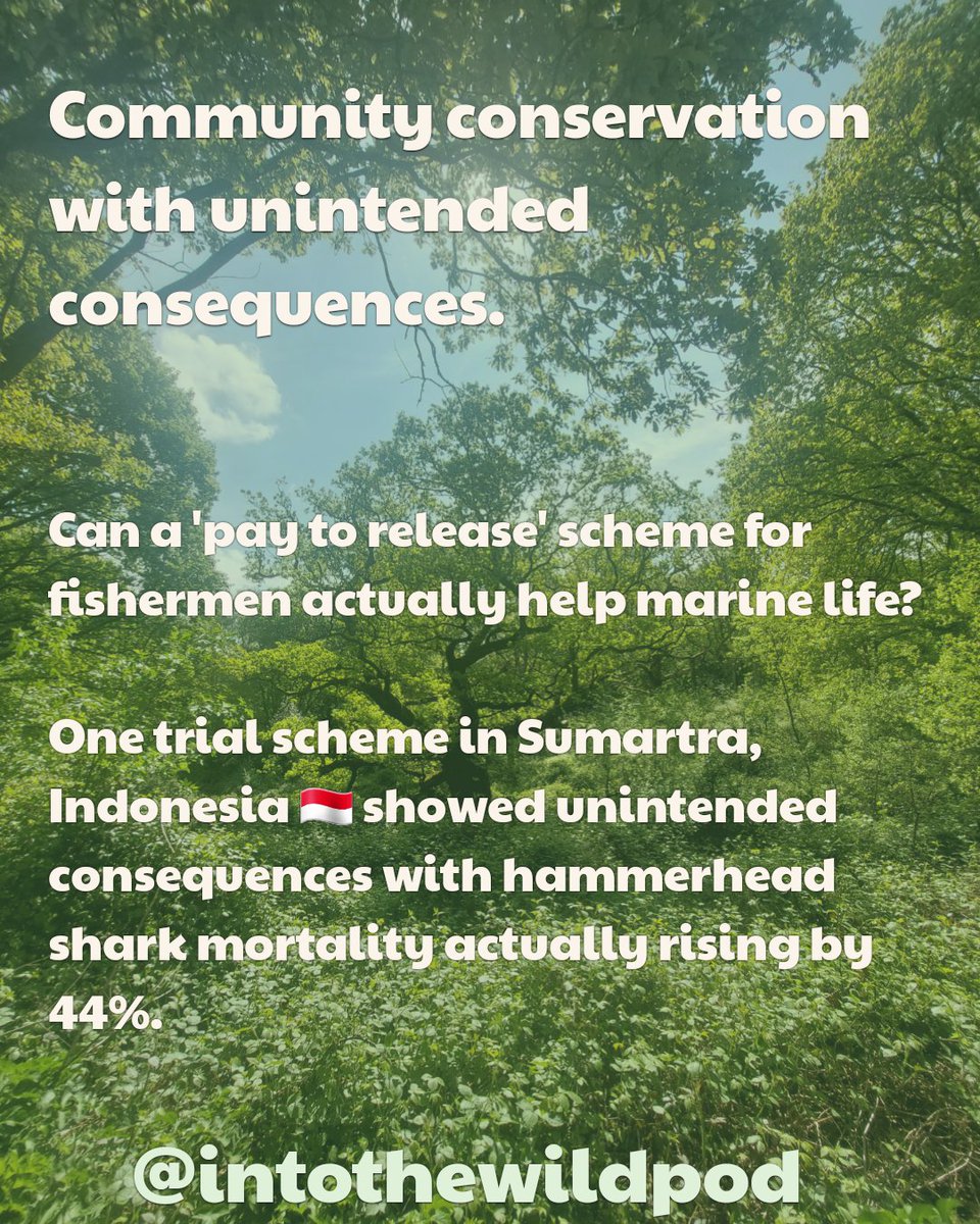 IntoTheWildPod's tweet image. Nature News Week 18 is out now for your lug holes!
▶️Episode links can be found here: linktr.ee/intothewildpod