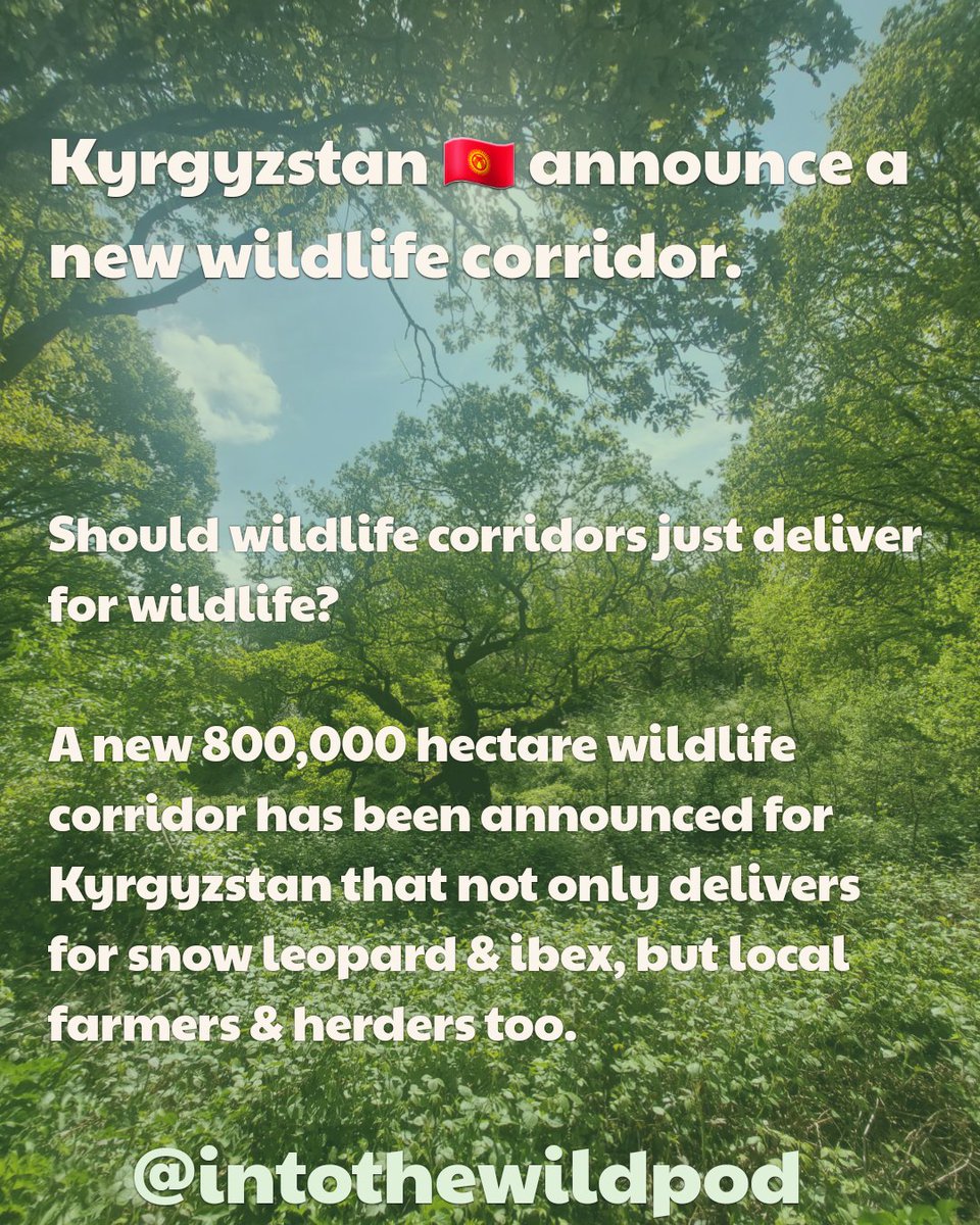 IntoTheWildPod's tweet image. Nature News Week 18 is out now for your lug holes!
▶️Episode links can be found here: linktr.ee/intothewildpod