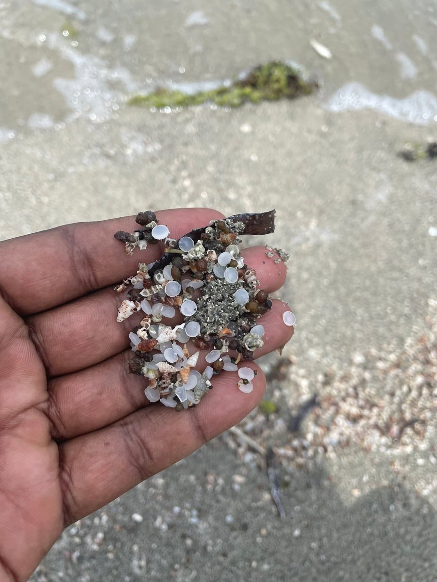 The Pearl Protectors tweet media