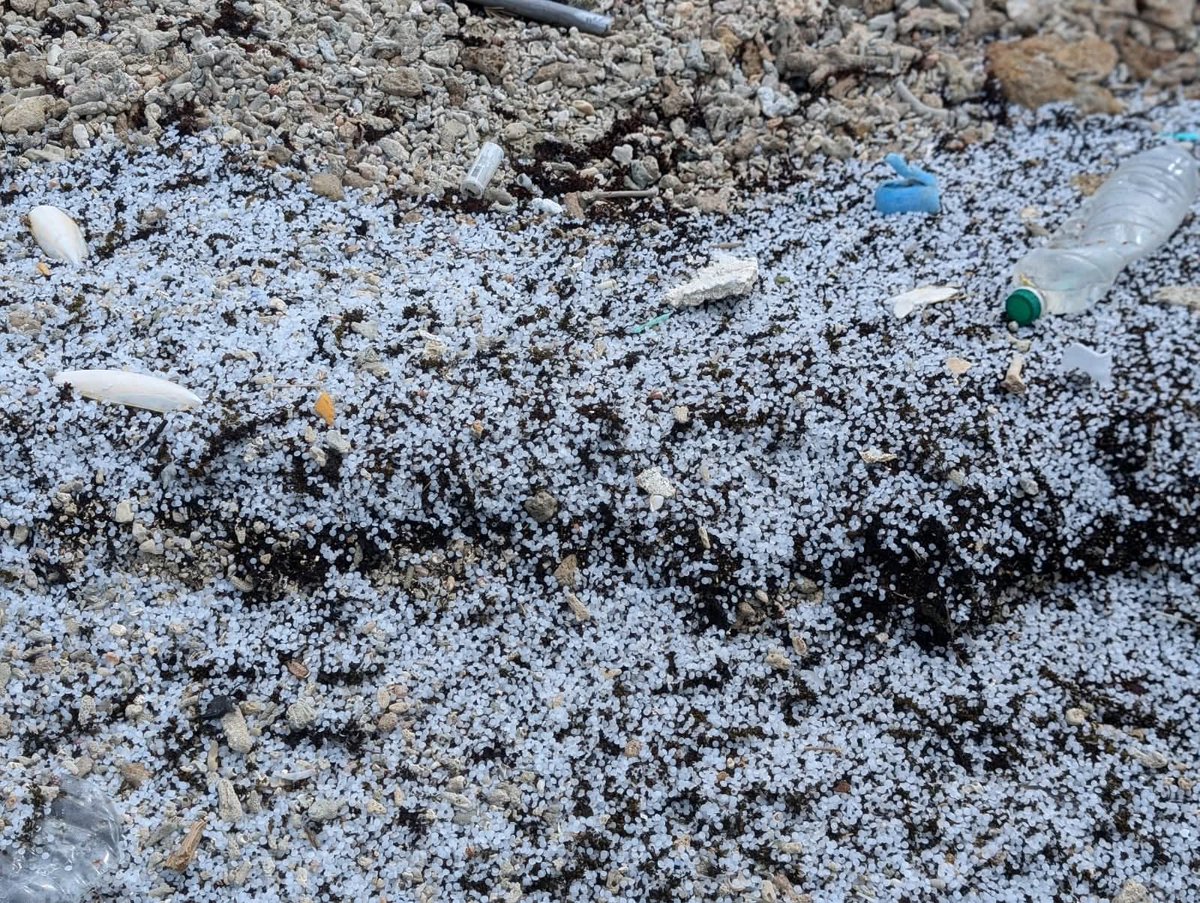 The Pearl Protectors tweet media