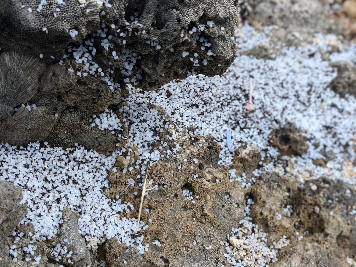 Nurdles have started to wash up in multiple locations along the western coast of #SriLanka

These #Nurdles are suspected to be from #MSCELSA3 which sank off the coast of #Kerala in late May

#india #kerala #shipping #maritimedisarster #plasticpellets #mvxpresspearl #mepa