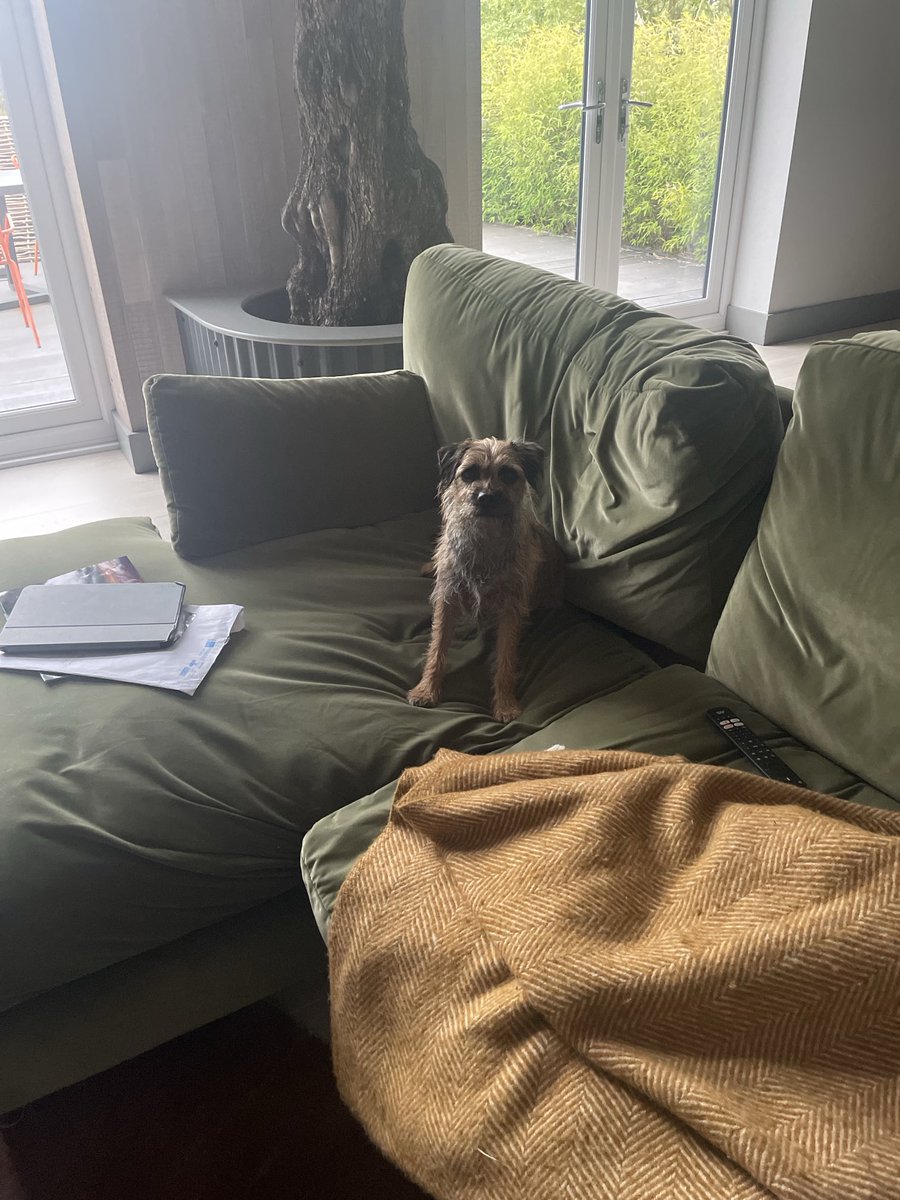 Yes mum, I know it’s ’no dogs on the furniture’. 
And I know you brought my blankie. 
Just pretend you didn’t see me, and I’ll get off immediately….

#BTPosse #NoDogsOnTheFurniture