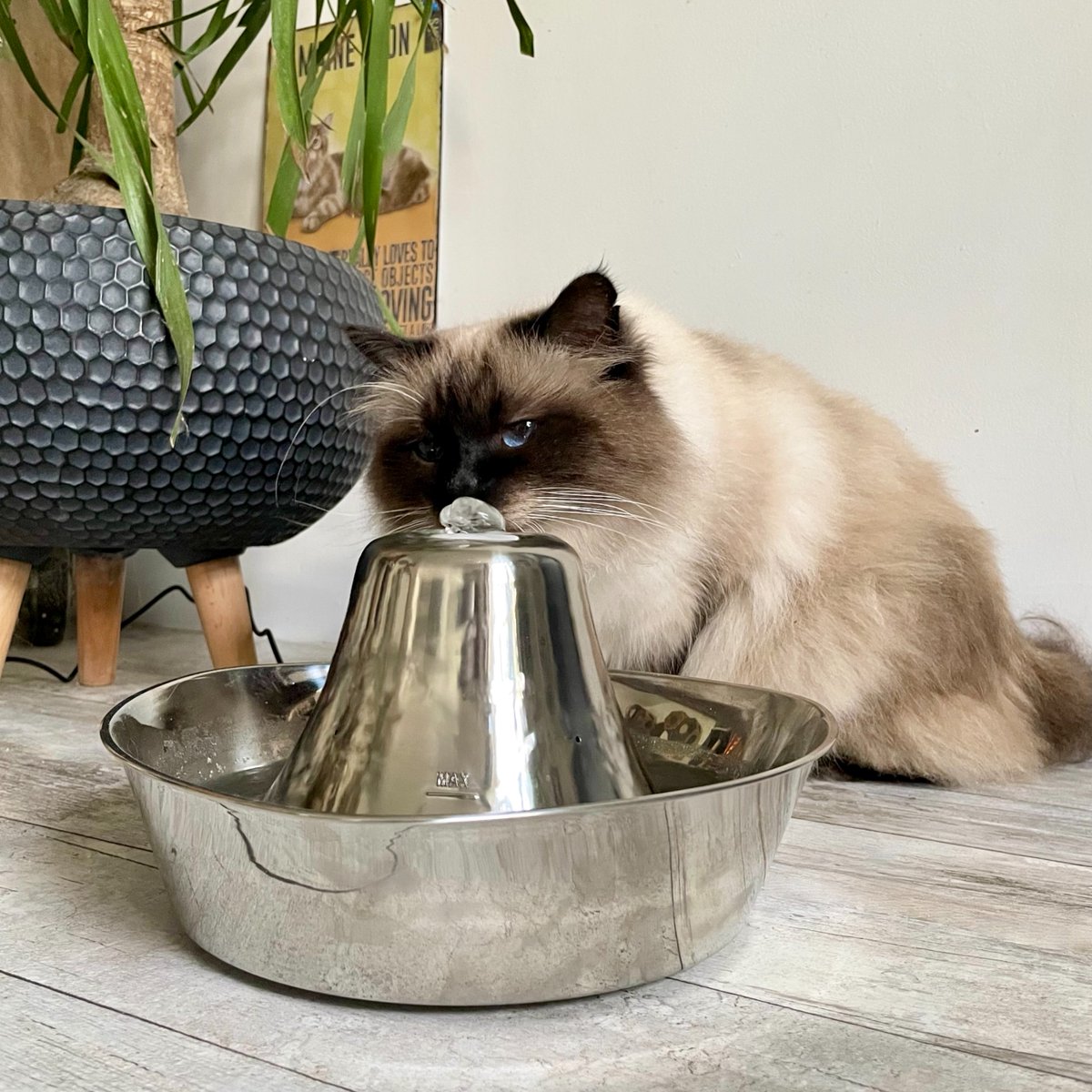 Reminder: Your pet needs more water than you think. 💦 They need about 1 oz per pound of body weight daily, and a fountain like the Seaside Stainless is a great tool to make hydration a whole lot easier this summer. ⛲
