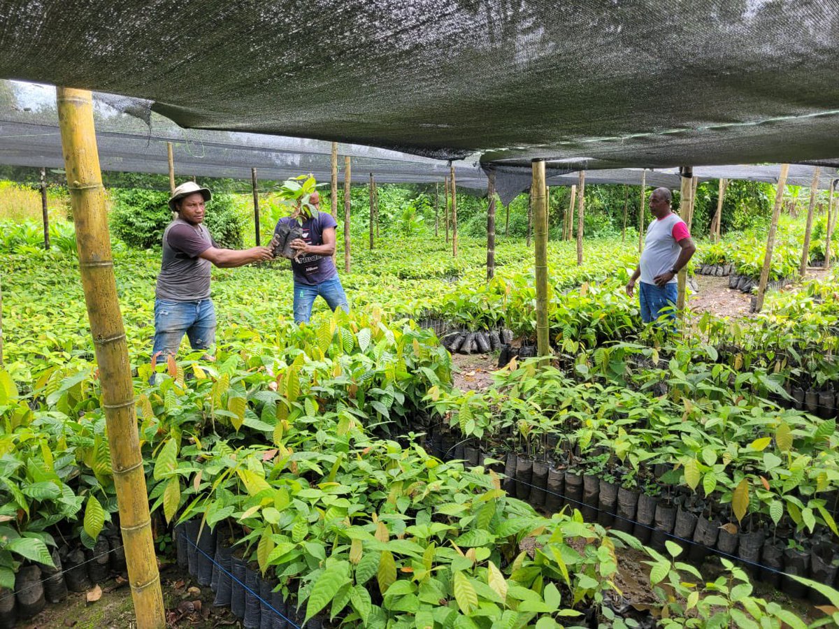 GloriaMirandaE's tweet image. Entrega de material vegetal en Tumaco 🌱 Seguimos avanzando en la sustitución de economías ilícitas.