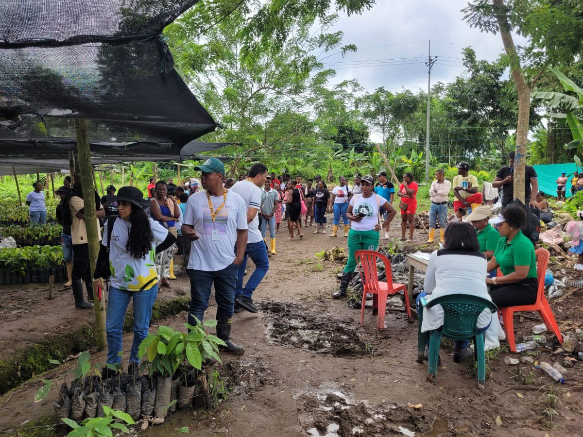 GloriaMirandaE's tweet image. Entrega de material vegetal en Tumaco 🌱 Seguimos avanzando en la sustitución de economías ilícitas.