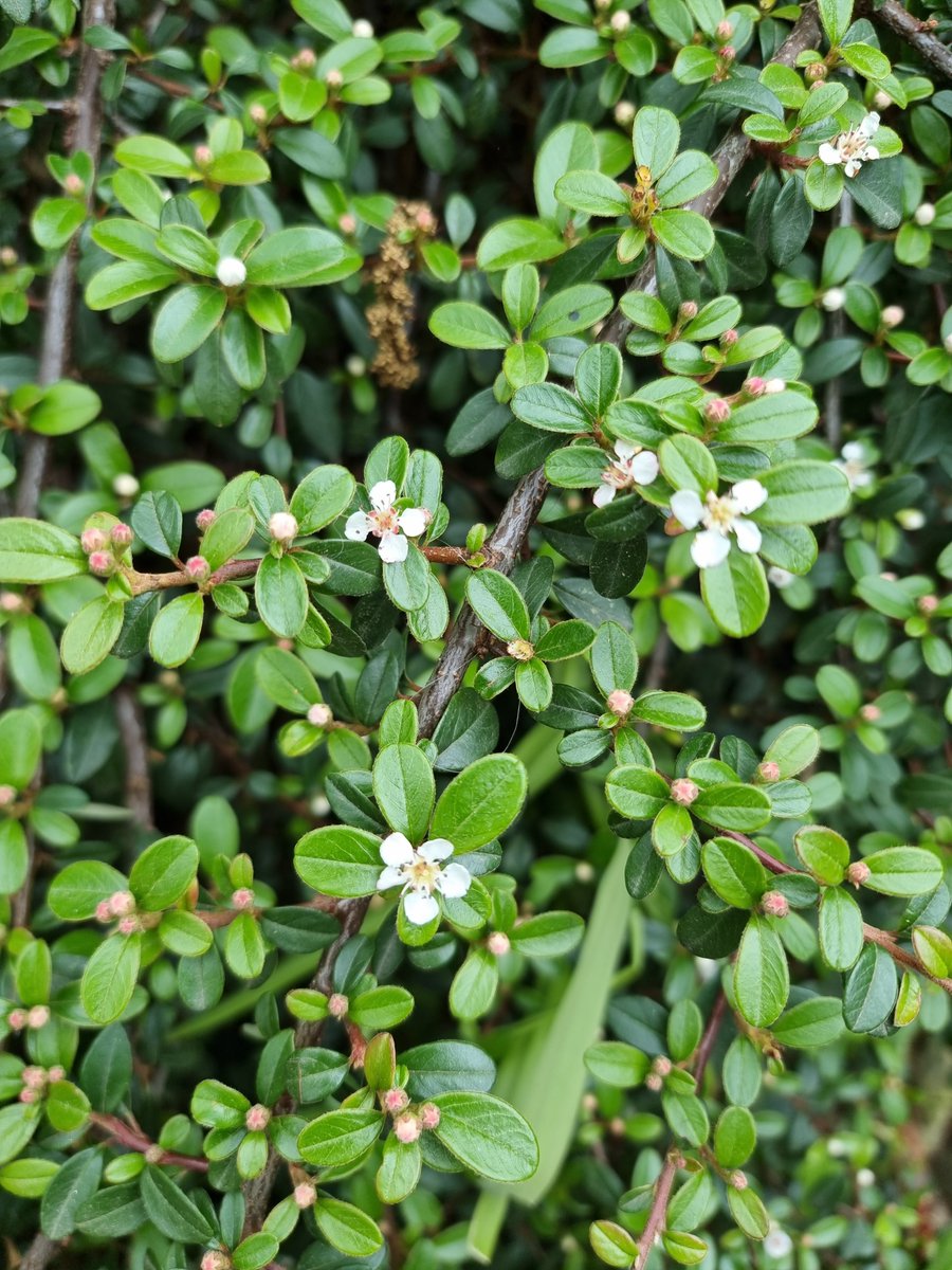 [작업일기]
사랑스러운 둥근 잎사귀들 사이로 별빛처럼 흰 꽃들이 숨어있었습니다.🌿 

종종 사진을 찍고, 드로잉을 남기고, 주얼리로 그려봅니다.