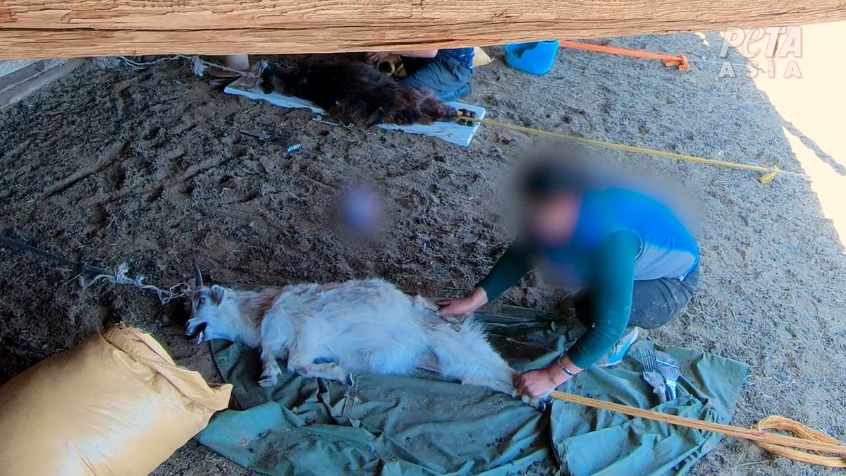 This goat is tied down by the legs and horns while their hair is ripped out with a sharp metal comb, causing the animal to cry out in fear and pain. Never buy cashmere.