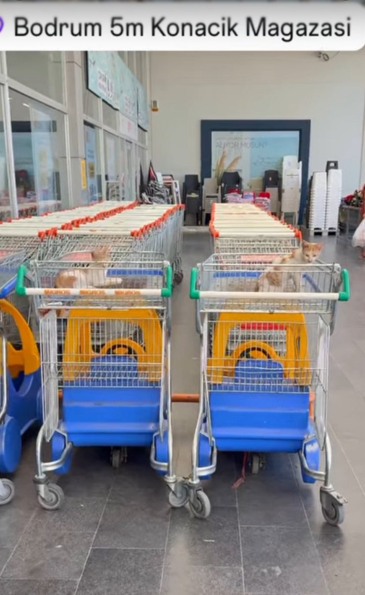 Migros arabaları kedilere emanet. Üstelik de çocuklarımıza özel arabalar. 
Muğla, Bodrum, Konacık 5M mağazası <a href="/KediSorunu/">Başıboş Kedi Sorunu - Stray Cat Problem</a> <a href="/Migros_Turkiye/">Migros Türkiye</a>