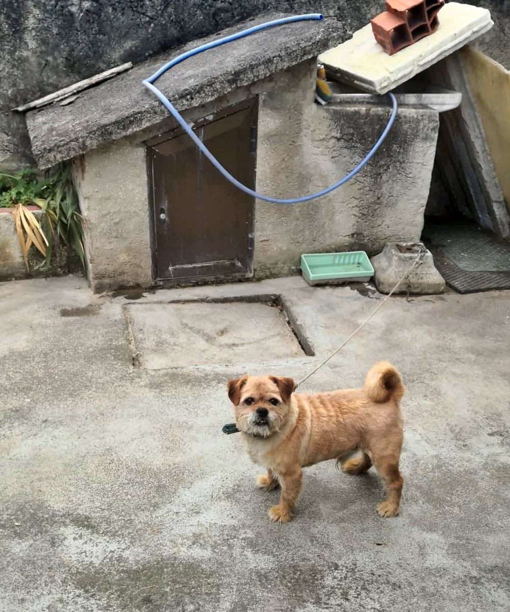 #Asturias
Contacto; 639 24 43 47 Lucía

Este pequeño tiene 10 años y lleva toda su vida tal cual veis: atado con una cadena a esa caseta (ahorraremos comentarios y dedicaremos el tiempo a dar difusión para ayudarlo).

Ahora, busca hogar y entre todos podemos cambiar su vida y