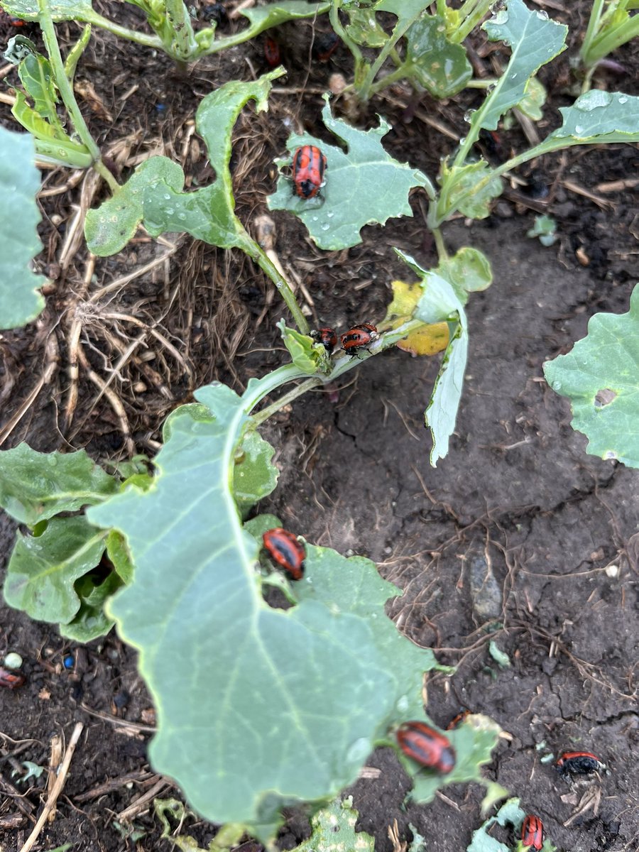 Derek Veldkamp tweet media