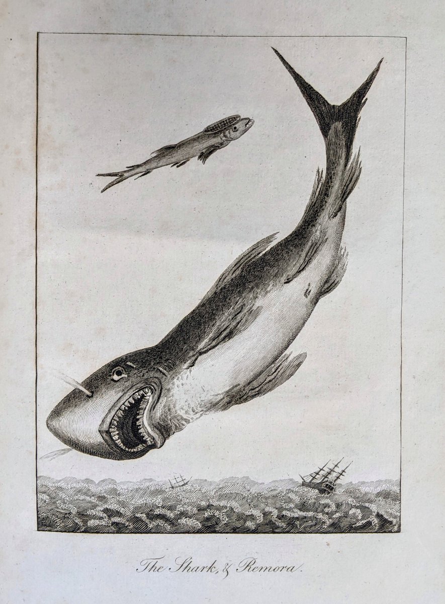 CAStateLibrary's tweet image. We’re gonna need a bigger bookshelf! We’ve got lots of sharks swimming around in our Special Collections, which contains rare and archival materials from all over the world. #sharkweek