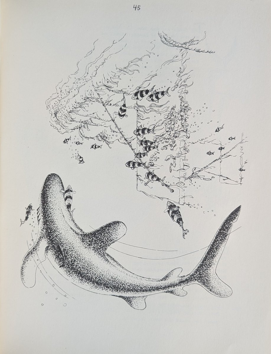 CAStateLibrary's tweet image. We’re gonna need a bigger bookshelf! We’ve got lots of sharks swimming around in our Special Collections, which contains rare and archival materials from all over the world. #sharkweek