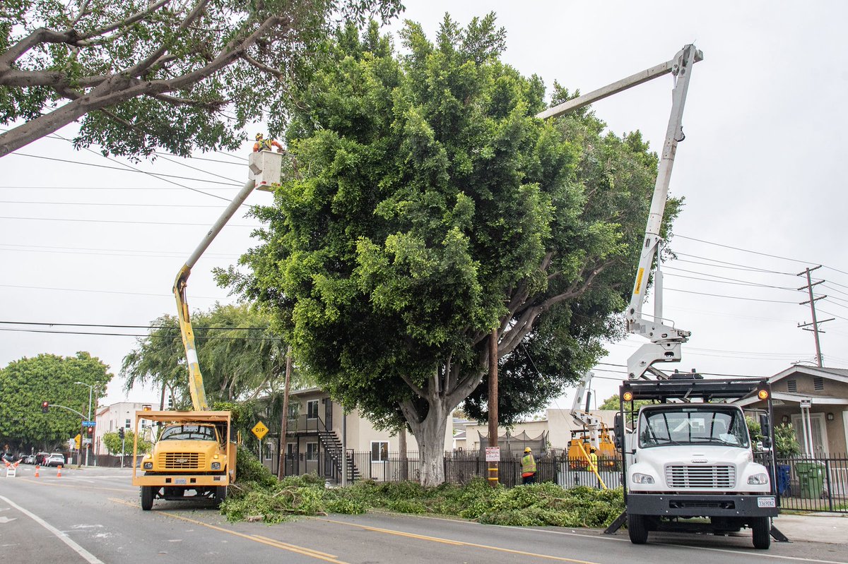 BSSLosAngeles's tweet image. Thanks to our Urban Forestry Division for your great work last week in #CD9!
UFD Crew 081 trimmed numerous trees on E 92nd Street between San Pedro and Wall. These projects are vital for maintaining the health of LA's tree canopy. 🌳
#AtYourService
@currendpricejr @LACityDPW