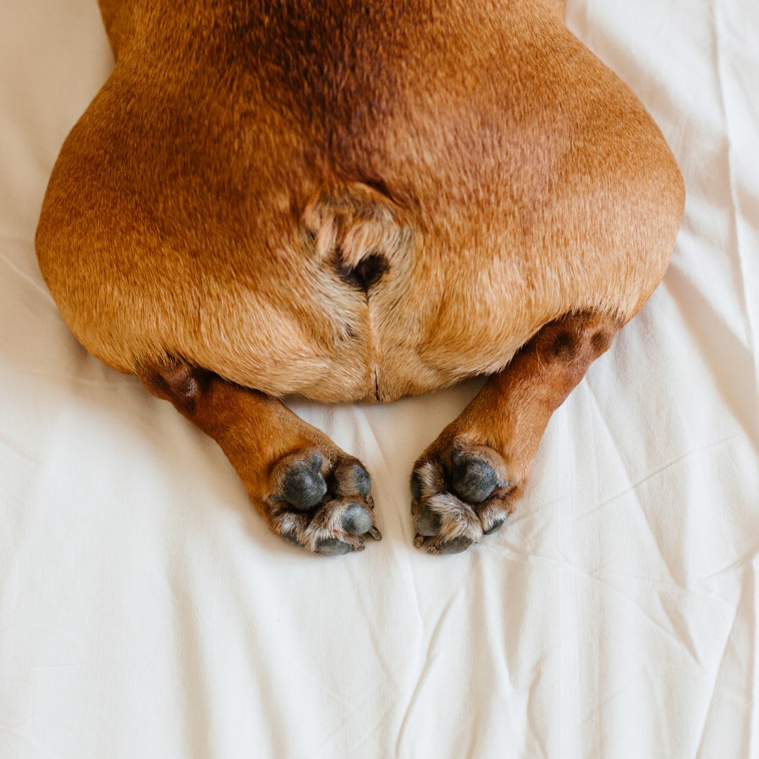 VRSPets's tweet image. GlandEase Dog offers a veterinary-formulated probiotic blend designed to support healthy anal gland function and help make expression appointments a thing of the past. Ask your veterinarian!

#ProbioticSupport #AnalGlands #PetCareTips #VetGuidance
