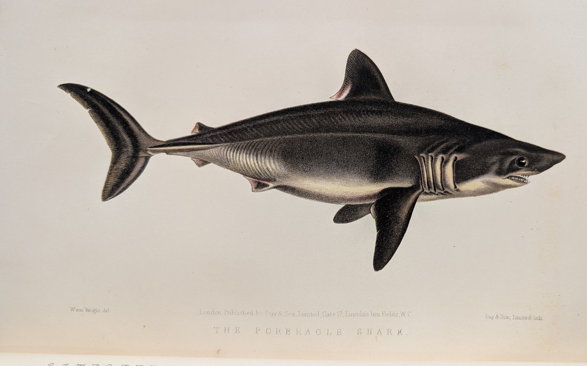 CAStateLibrary's tweet image. We’re gonna need a bigger bookshelf! We’ve got lots of sharks swimming around in our Special Collections, which contains rare and archival materials from all over the world. #sharkweek