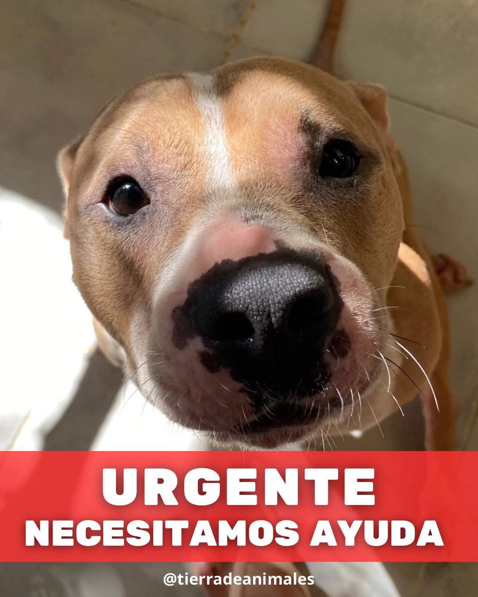 Amigos de Tierra de Animales, NOS URGE AYUDA para poder seguir cubriendo los gastos de la semana. Si está dentro de sus posibilidades, se los vamos a agradecer mucho. 🙏💚

🐾•Tarjeta Banamex 5204165179118793, Clabe: 002691700956996917
