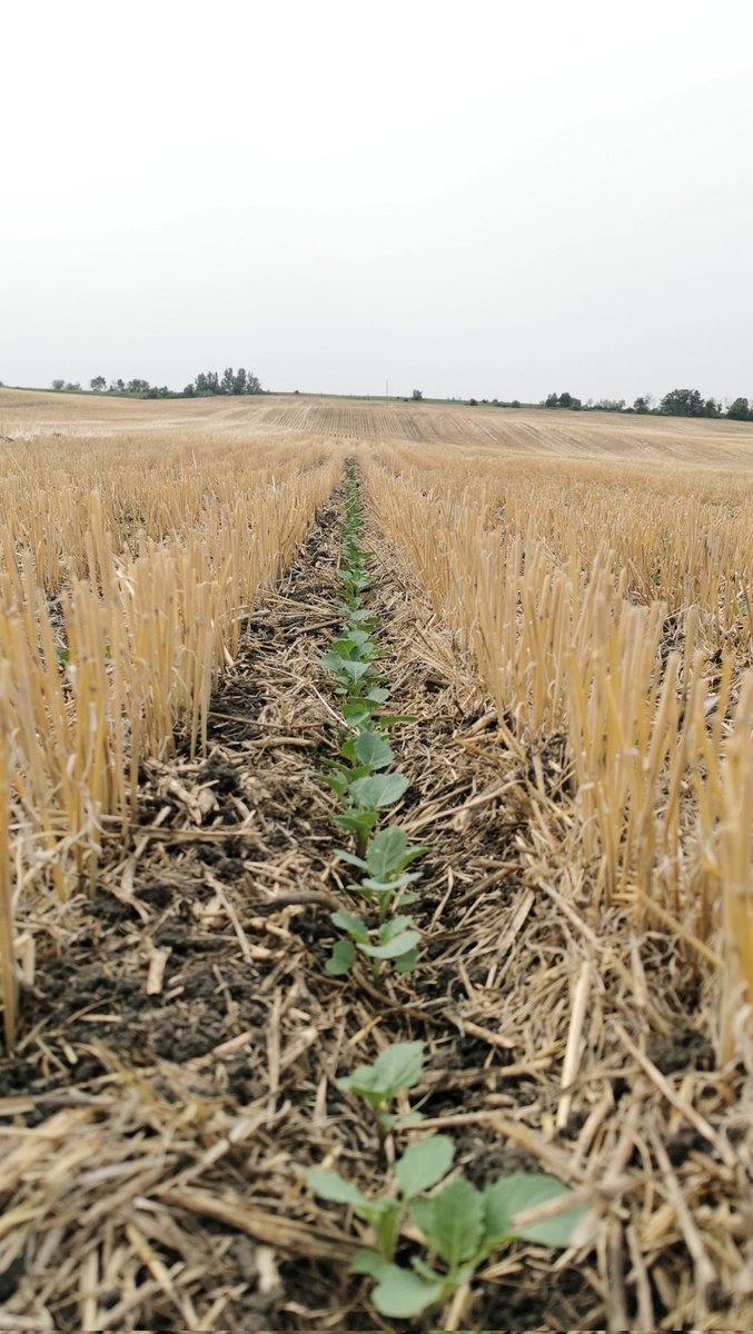 NWsaskThomas's tweet image. Perfect microclimate for less then ideal conditions #drought25 #seedmaster