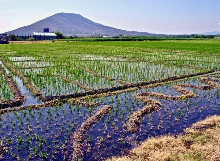 Aquí en los cultivos de arroz 
ya en septiembre será la
cosecha....
Ruben Díaz Olivarez.