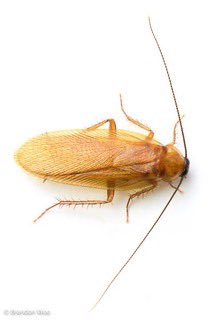 askabugman1's tweet image. Many mistake these for the common German cockroach that infests homes. The Virginia Wood Roach is seasonal, drawn to lights &amp;amp; flies toward windows like moths. Though they rarely infest homes, they can slip in through open windows. Their activity lasts usually only a few weeks.