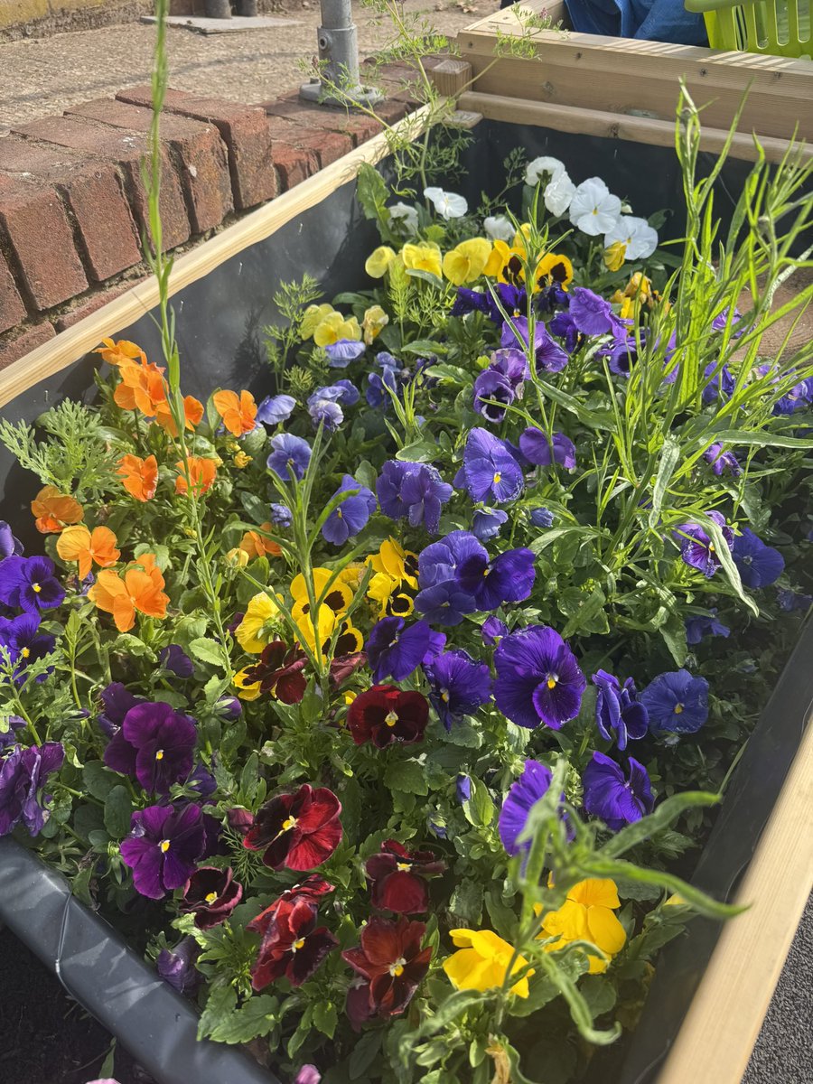 Great Gaddesden CE (VA) Primary School tweet media