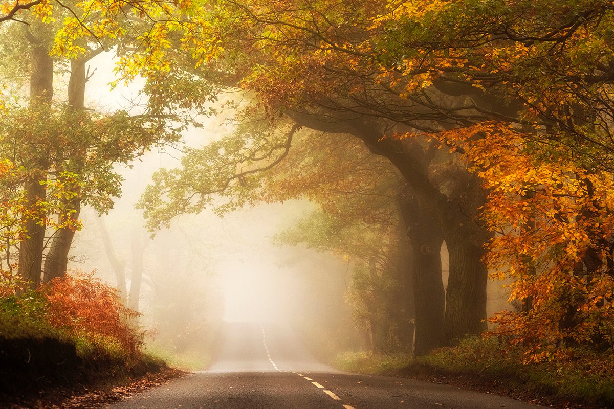 Autumn Drive 

A lot of the images in my exhibition 'My Life in Light' haven't been shared for a long time, so over the next few months I'm going to re share them here. I hope you enjoy :) 

#Nottinghamshire whitefootphotography.com/shop