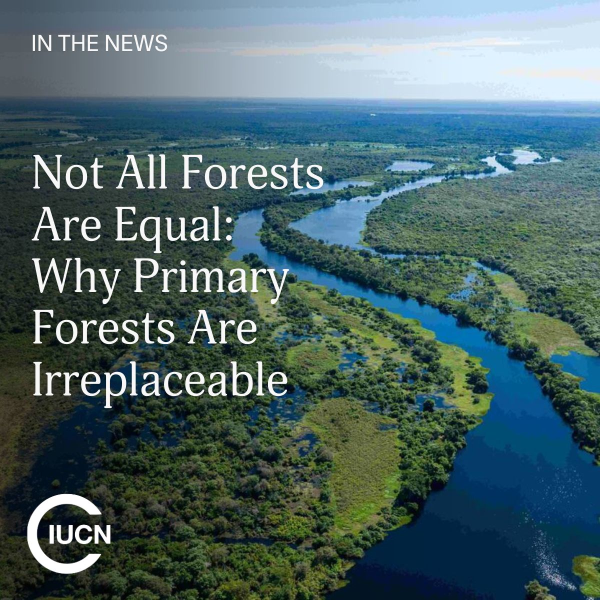 Primary forests ,ancient, intact, and irreplaceable, are unmatched when it comes to storing carbon, supporting biodiversity, and providing ecosystem resilience. Once degraded, these ecosystems can’t simply be replanted. iucn.org/blog/202505/no… <a href="/IUCN/">IUCN</a>