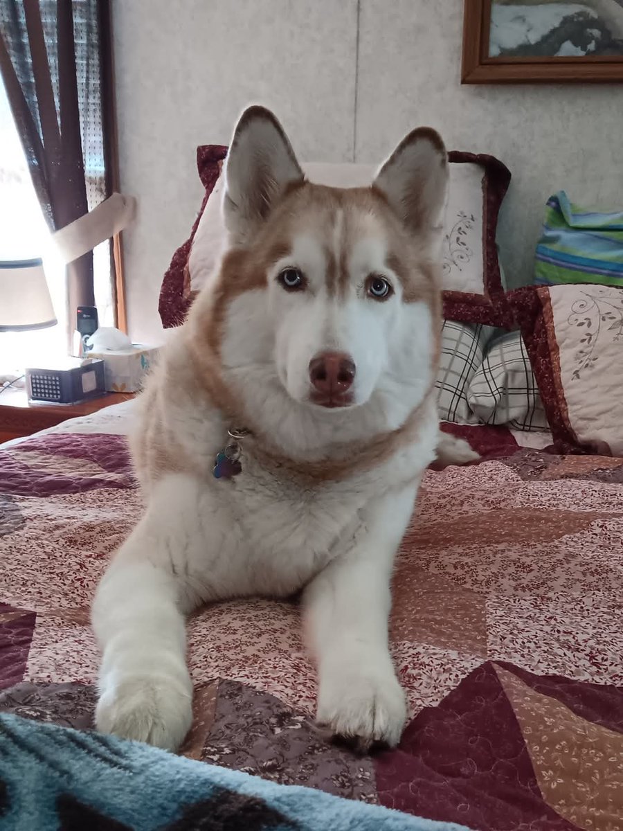 Husky Lovers Group (@grouphusky31746) on Twitter photo 