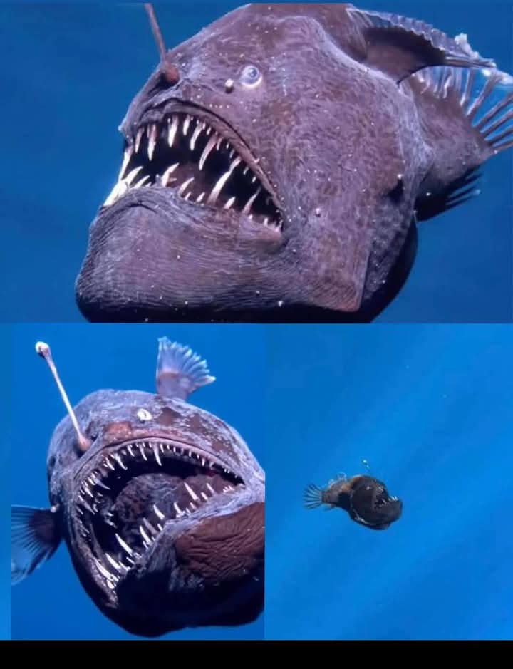 POETIC REST IN PEACE According to National Geographic, they filmed an abyss fish for the first time in broad daylight and near the surface. It was an abyssal anglerfish, it was the second time that one had been captured on camera and the first time that it was recorded near the