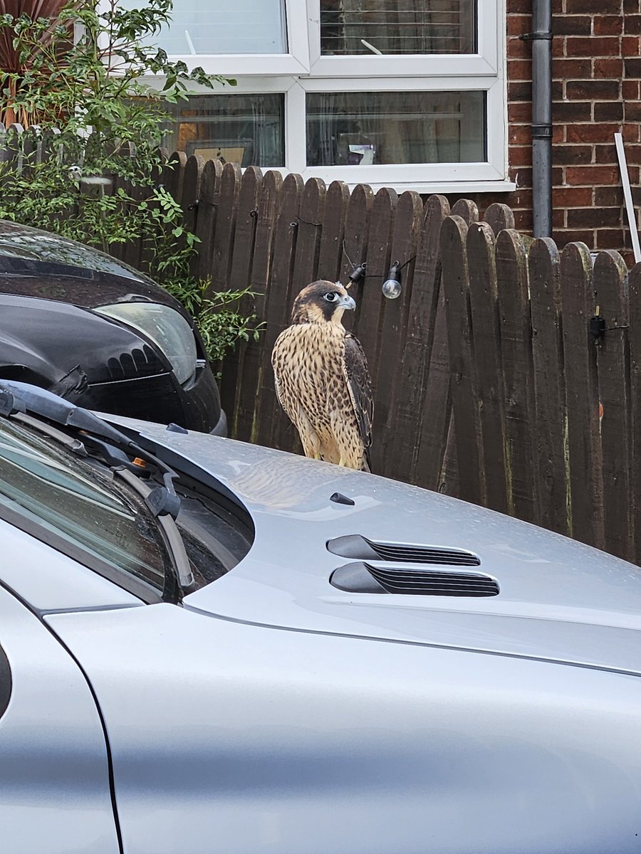 Christopher Torpey tweet media