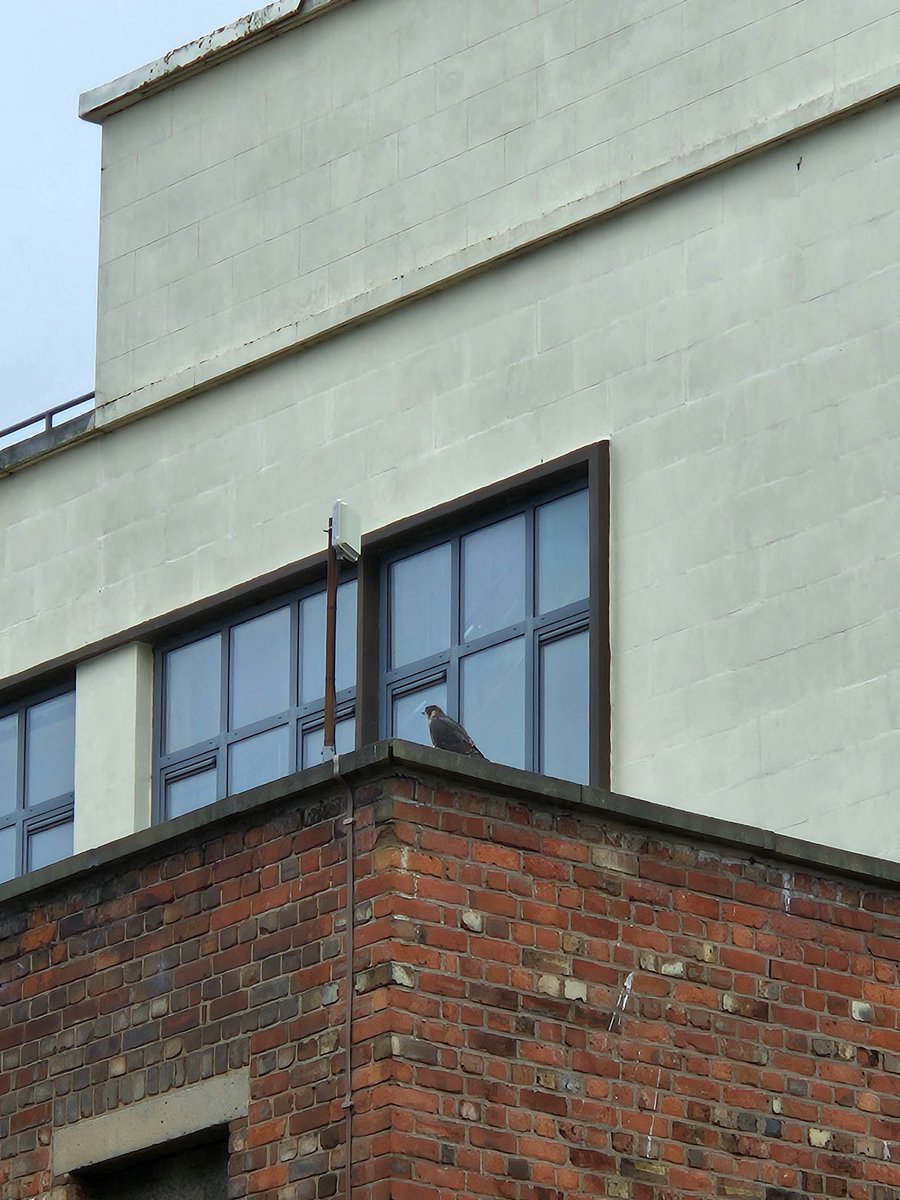 Christopher Torpey tweet media