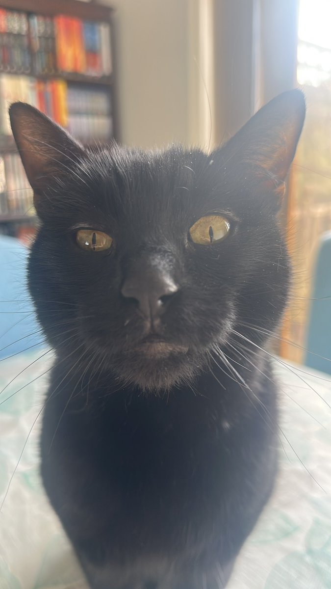 YoungSamurai's tweet image. It’s Empathy Day. Be kind. Be caring. Be empathic. ❤️🐈⬛ This is what my cat teaches me each day. @EmpathyLabUK