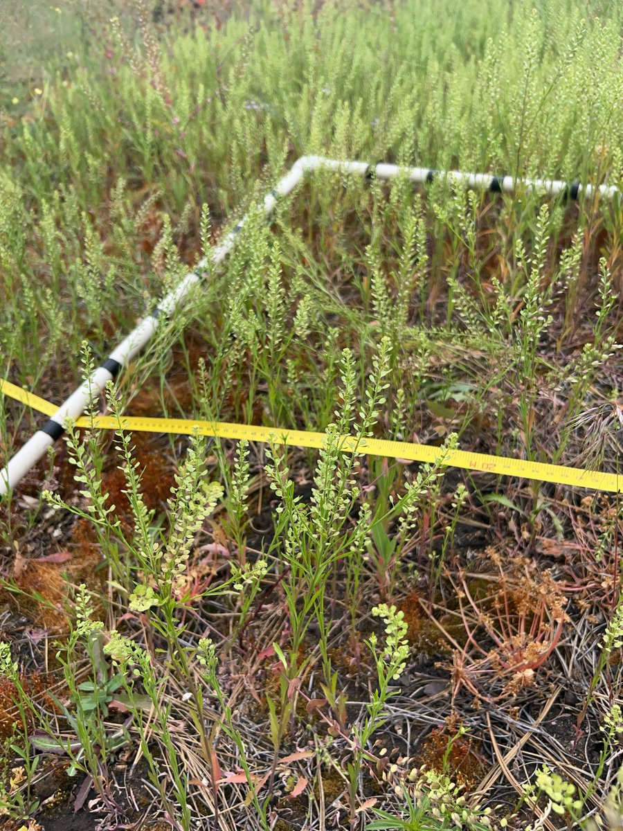 jen_baron_'s tweet image. Great first week establishing fuels and vegetation plots for our new collaborative research with @ubcokanagan and @cityofkelowna at Knox Mountain.
Looking forward to learning more about prescribed fire x invasive & native plant x habitat dynamics in my (soon to be) backyard.