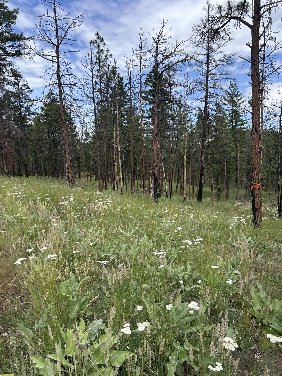 jen_baron_'s tweet image. Great first week establishing fuels and vegetation plots for our new collaborative research with @ubcokanagan and @cityofkelowna at Knox Mountain.
Looking forward to learning more about prescribed fire x invasive & native plant x habitat dynamics in my (soon to be) backyard.