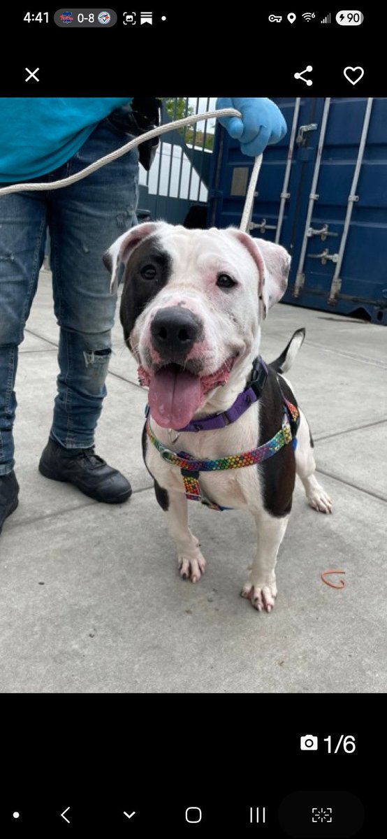 Julie🌻🐾 (@myboxerluvmac1) on Twitter photo 💔Otis💔
#NYCACC #221823 4y
▪️KILL COMMAND ❗️
Precious, pretty sweetie's💔, ret from foster 4 dog reactivity.
Course he's bouncing off walls in tiny cell!
Cage fighting, needs loving, N.East #Foster/#Adopter, 2 decimpress + blossom as yr BFF, as only dog.
DM <a href="/CathyPolicky/">Cathy Policky</a>
Pls 💔Otis💔
#NYCACC #221823 4y
▪️KILL COMMAND ❗️
Precious, pretty sweetie's💔, ret from foster 4 dog reactivity.
Course he's bouncing off walls in tiny cell!
Cage fighting, needs loving, N.East #Foster/#Adopter, 2 decimpress + blossom as yr BFF, as only dog.
DM <a href="/CathyPolicky/">Cathy Policky</a>
Pls
