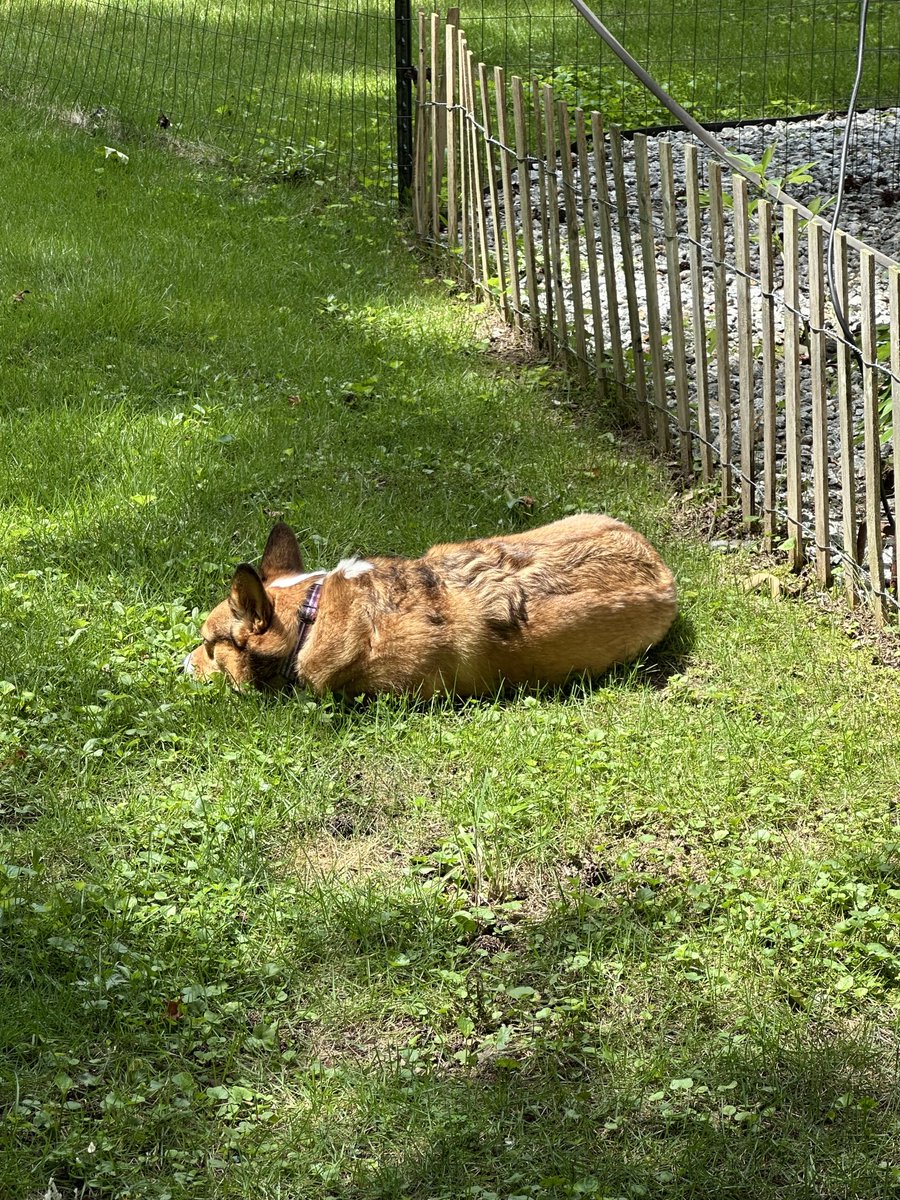 Napping in a sunbeam #CorgiCrew #loafing