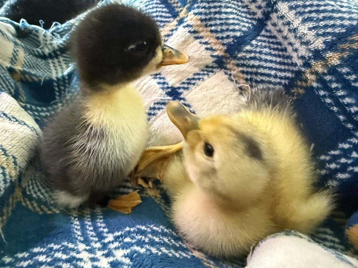 Moonlight (@starsmoonlight6) on Twitter photo new addition to my duck flock lol- these 2 hatched from incubation.  the dark one i’m naming Penguin - he’s such a character already lololol new addition to my duck flock lol- these 2 hatched from incubation.  the dark one i’m naming Penguin - he’s such a character already lololol