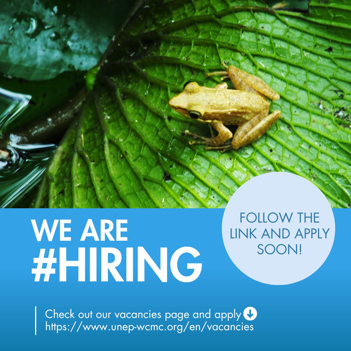 UNEP-WCMC (@unepwcmc) on Twitter photo Join us as a #fulltime Associate Programme Officer!
UNEP-WCMC seeks a highly motivated candidate to join our Nature Conserved team and work closely on our flagship initiative, <a href="/protectedplanet/">protectedplanet</a> .
Apply here ➡️ unep-wcmc.org/en/vacancies/V… before 2nd July 2025!
#environmentjob Join us as a #fulltime Associate Programme Officer!
UNEP-WCMC seeks a highly motivated candidate to join our Nature Conserved team and work closely on our flagship initiative, <a href="/protectedplanet/">protectedplanet</a> .
Apply here ➡️ unep-wcmc.org/en/vacancies/V… before 2nd July 2025!
#environmentjob