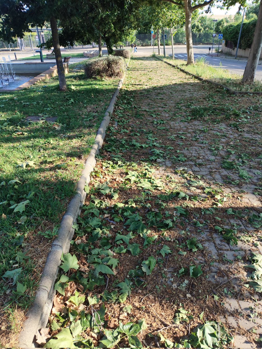 <a href="/AytoLeganes/">Ayuntamiento de Leganés</a> pasada ya la tormenta esperemos que se limpie este paseo del #ParqueBulevar  lo antes posible para evitar cualquier accidente.