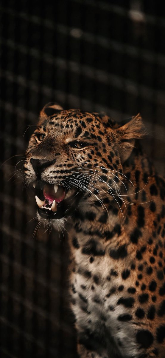 REX (@rexchillect) on Twitter photo 